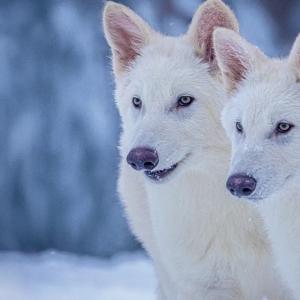 loups-gris-ColossalBiosciences.jpg